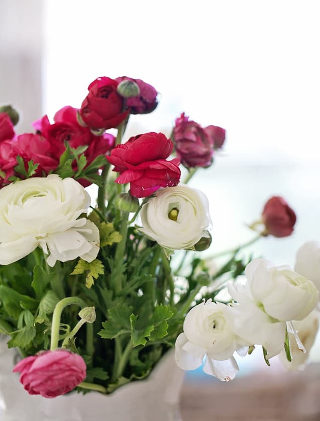 how to photograph flowers ranunculus