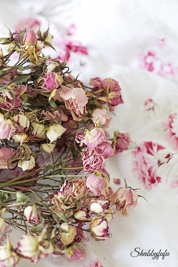 dried pink roses