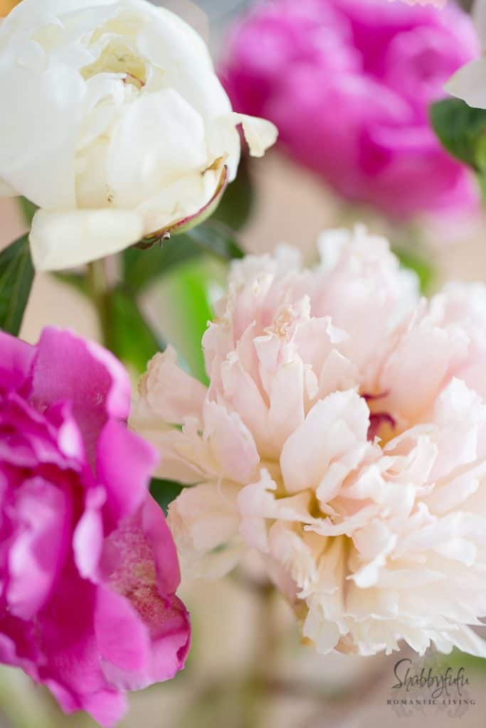 How to get peonies to open fast