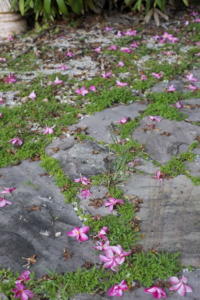 plumeria blossoms