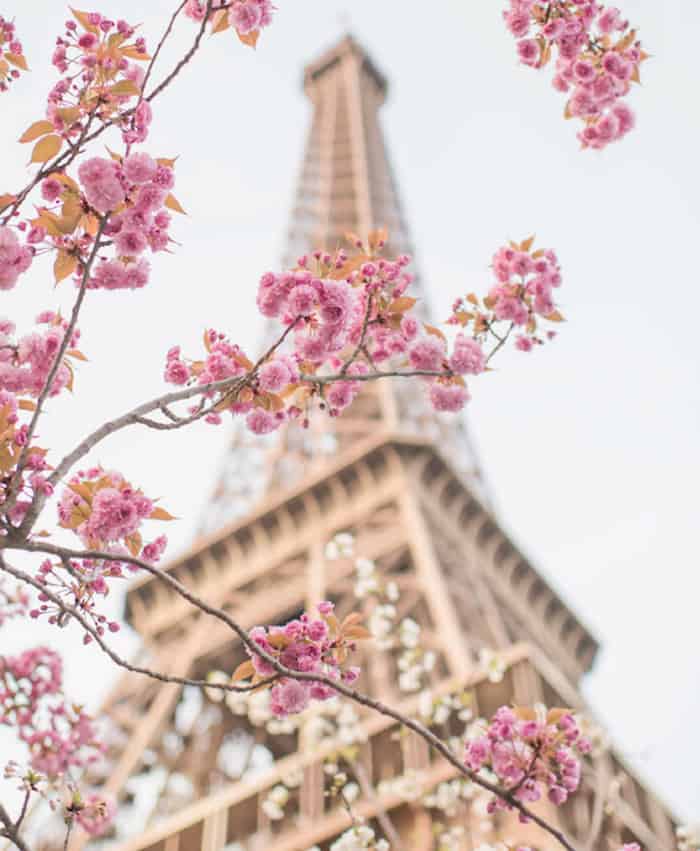Paris In Bloom – A Book by Floral Photographer Georgianna Lane