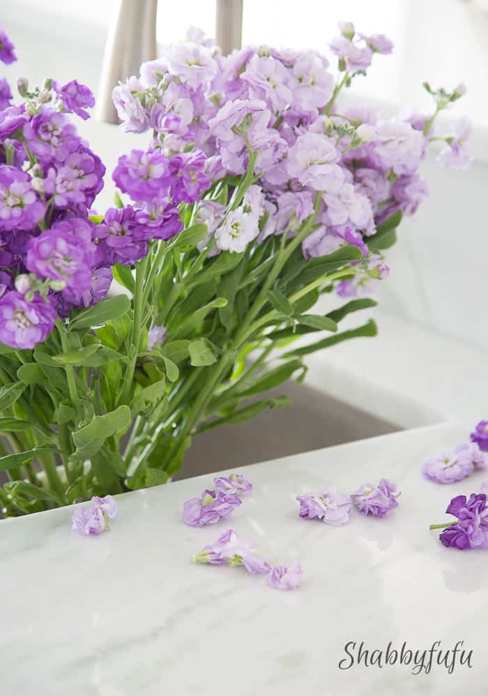 purple stock flowers in sink