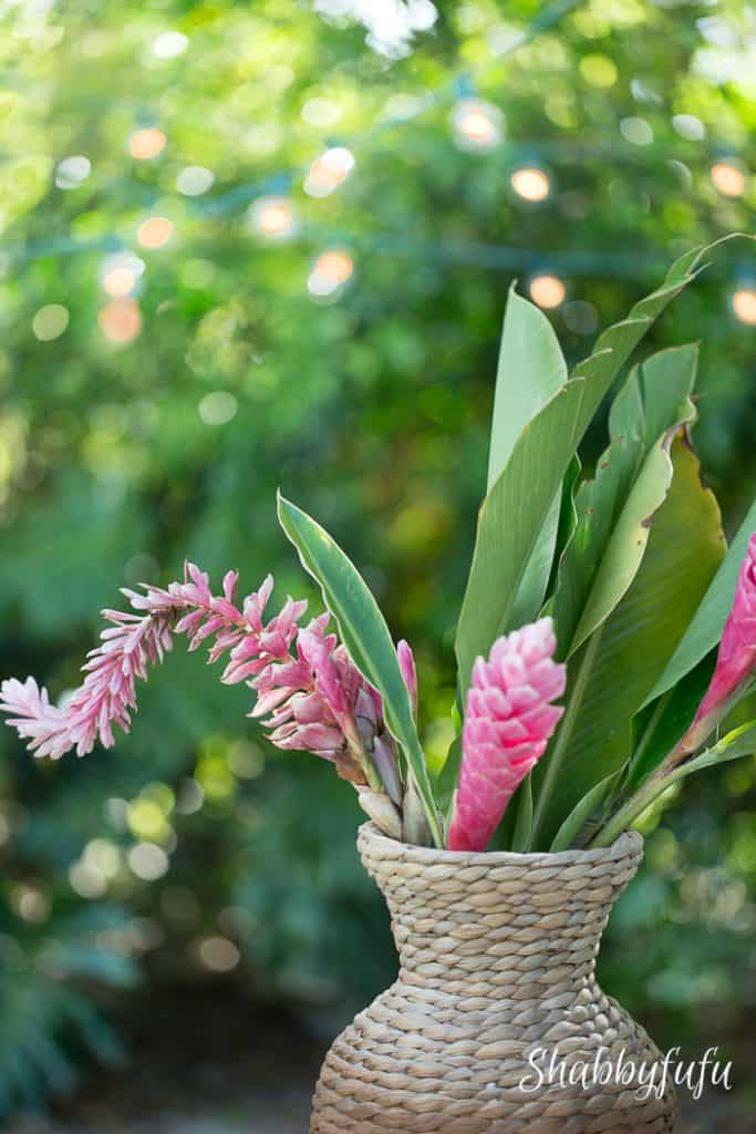 pink-ginger-plant