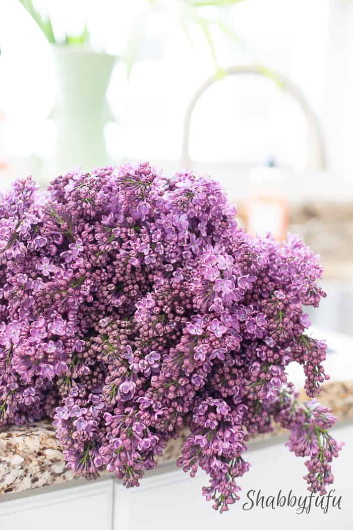 Obsessed – How To Use Lilacs In Your Home Decor
