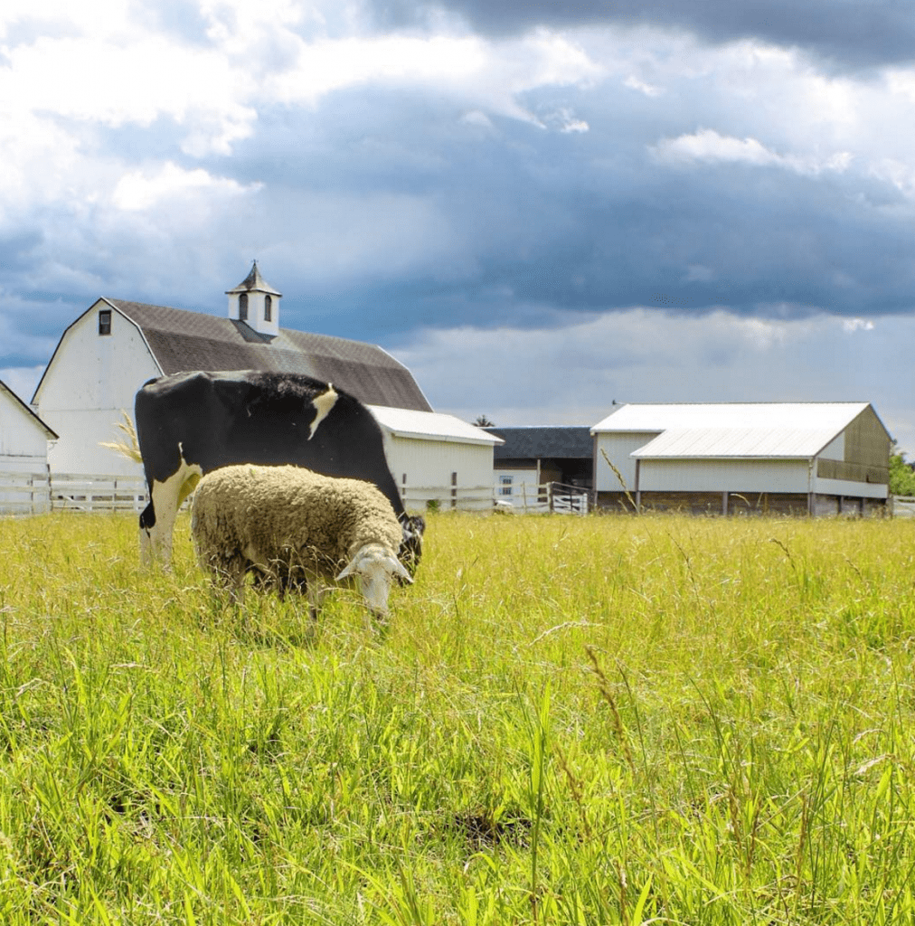 pastoral-farmhouse-cow-sheep