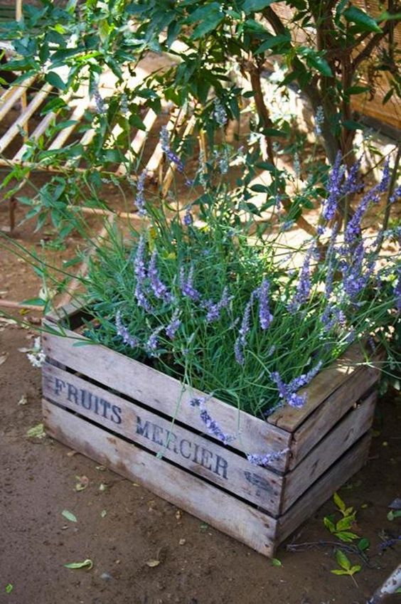 garden decor idea featuring wooden crates with lavender plant