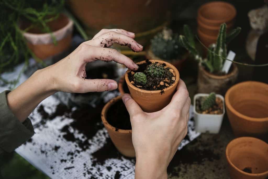 beginning gardener seeding in pots