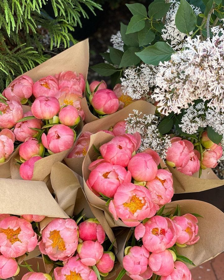 how to force open peonies, featuring pink peonies bouquets via @bakingandbouquets