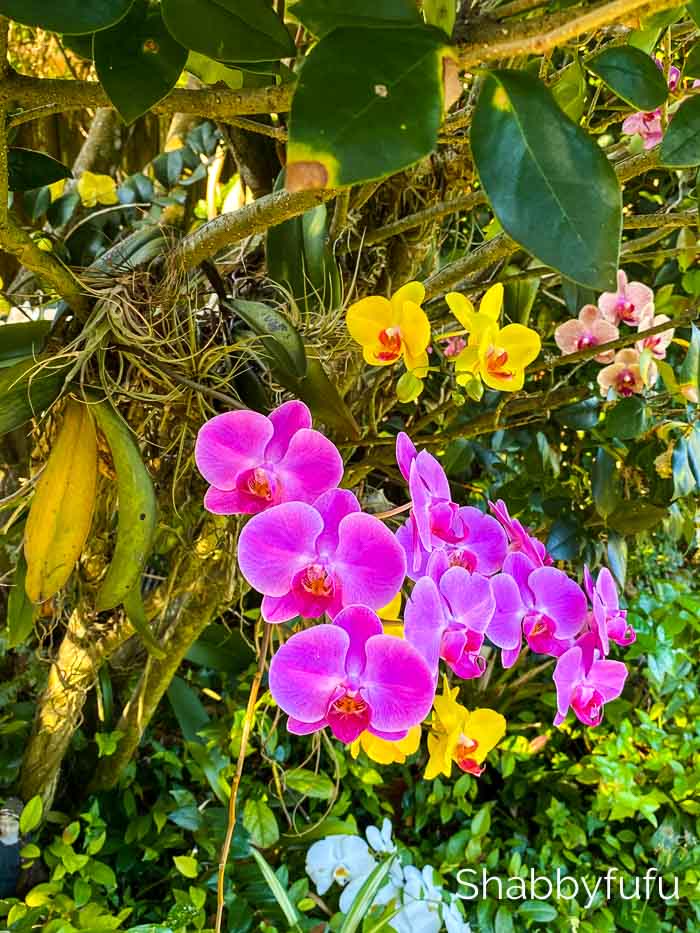 grow orchids on trees