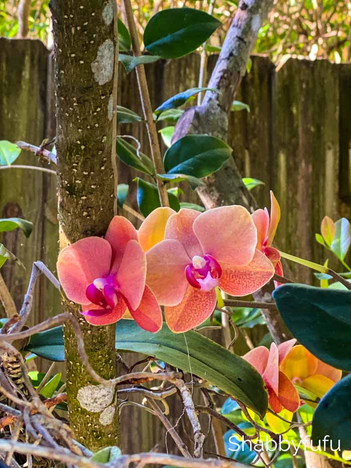 grow orchids on trees 