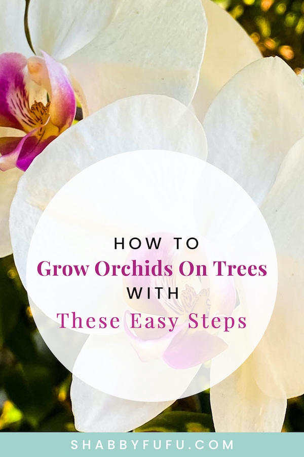 how to grow orchids on trees
