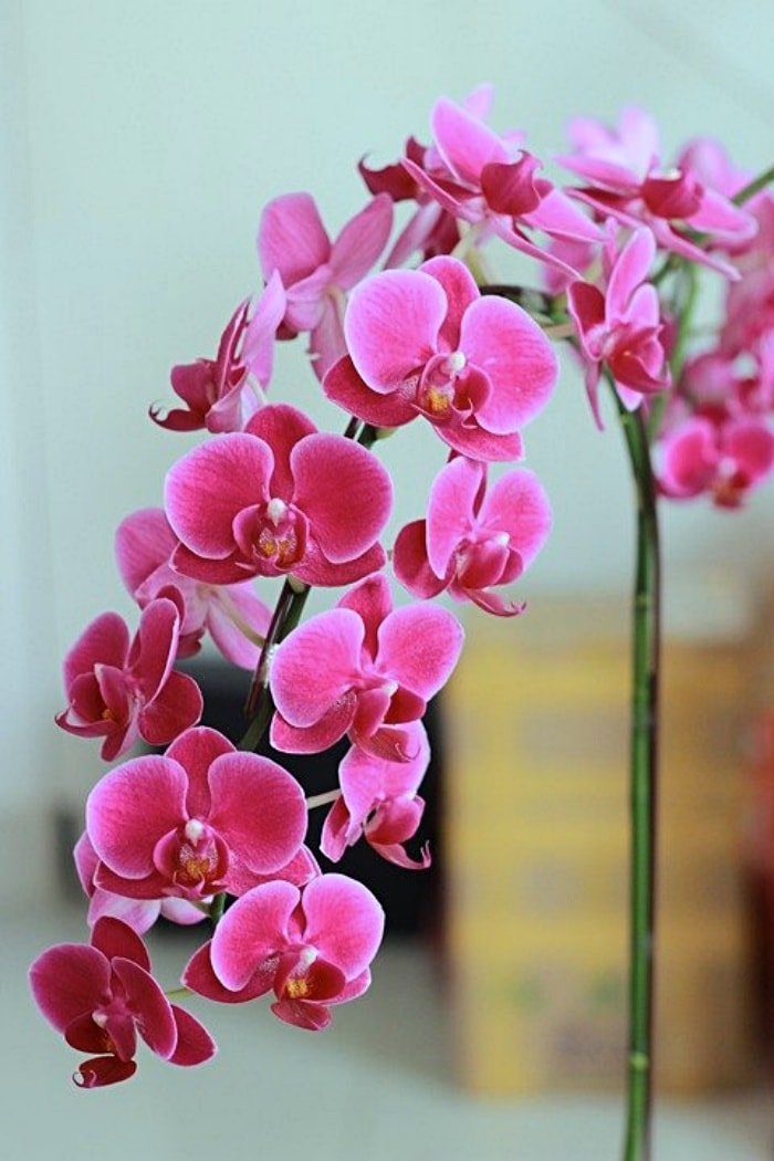 PINK ORCHIDS