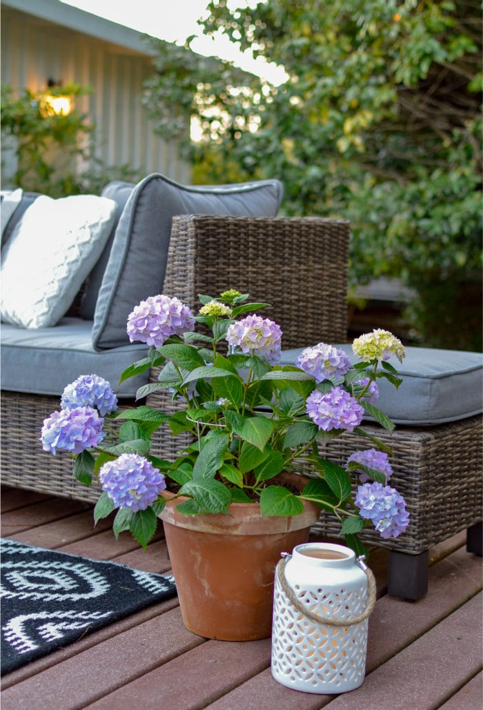 one end of an outdoor sofa with a pot of blue/purple hydrangeas