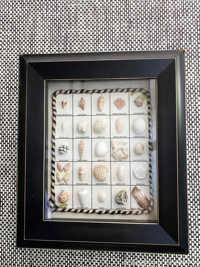 shadow box filled with sea shell collection