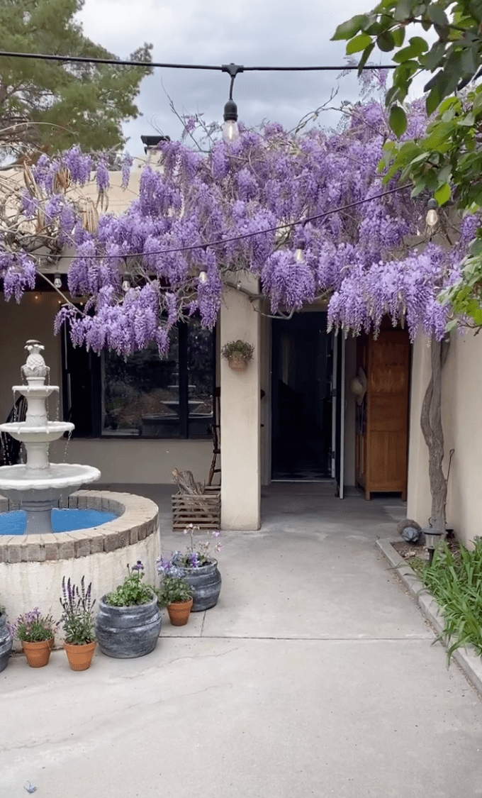 dream home tour courtyard with wisteria