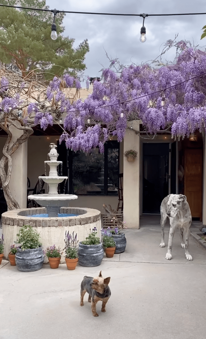 courtyard with wisteria vines