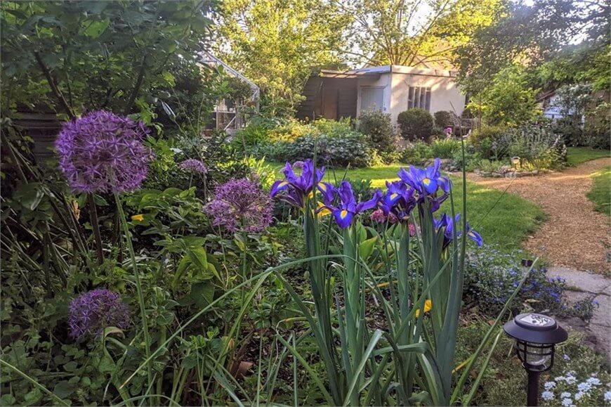 Purple flowers in garden in Kent featured in Melanie Arnst home tour