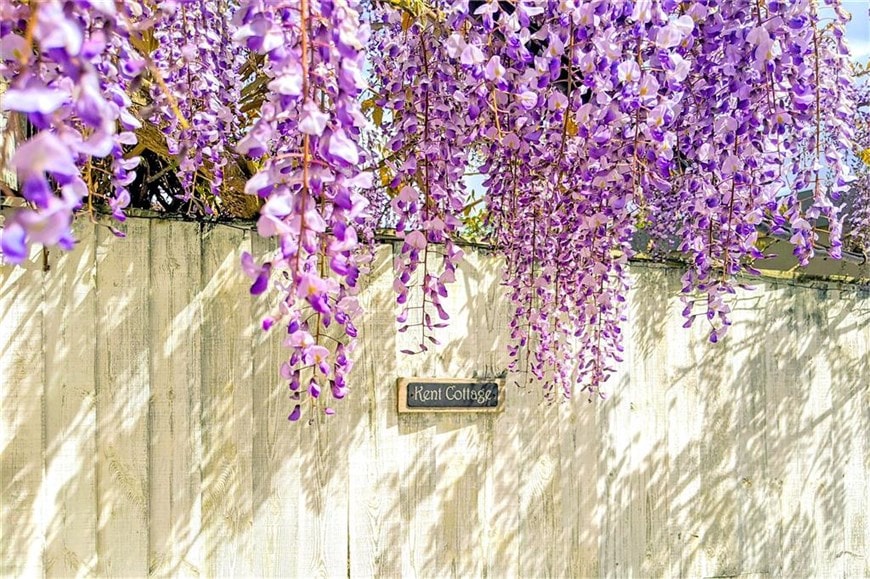 Purple flowers Bougainvillea on top of Fence with a sign that reads “Kent Cottage”