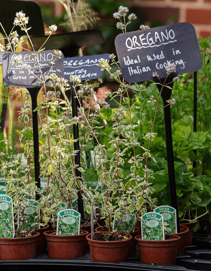 a kitchen herb garden with signs that read "oregano"
