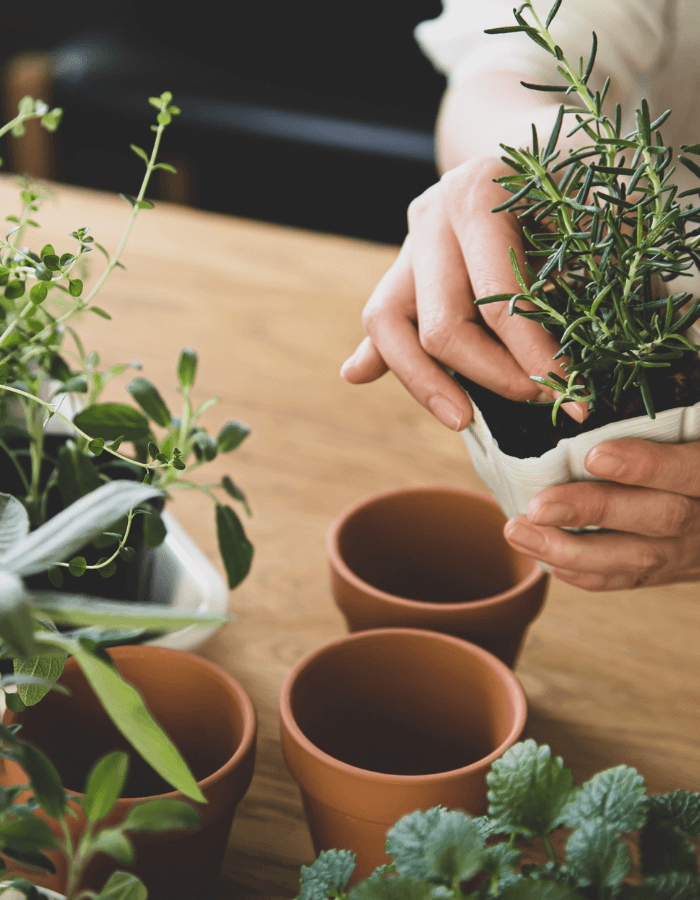person's hand transplanting herb plant from pot to a kitchen herb garden