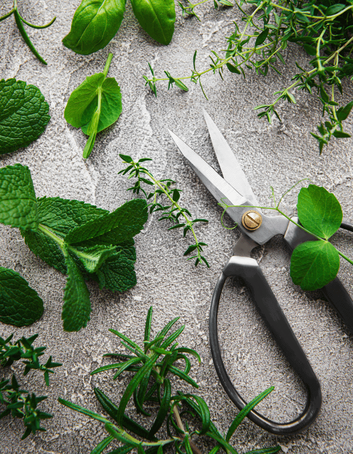small garden scissors laying flat against surface with small leaves from a kitchen herb garden