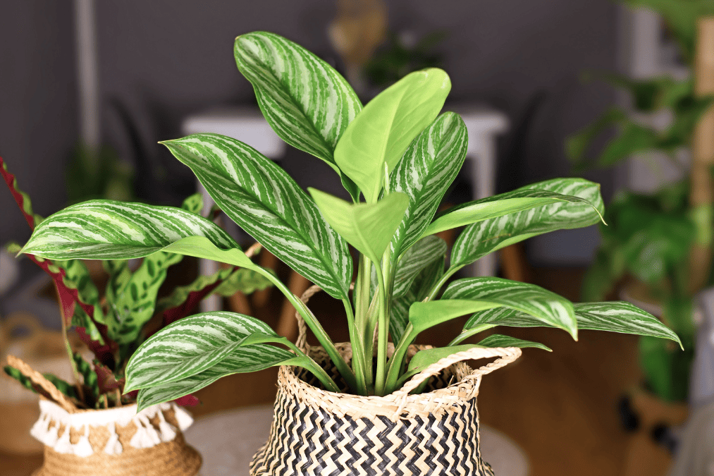 Hard-to-kill indoor plant featuring potted zz plant