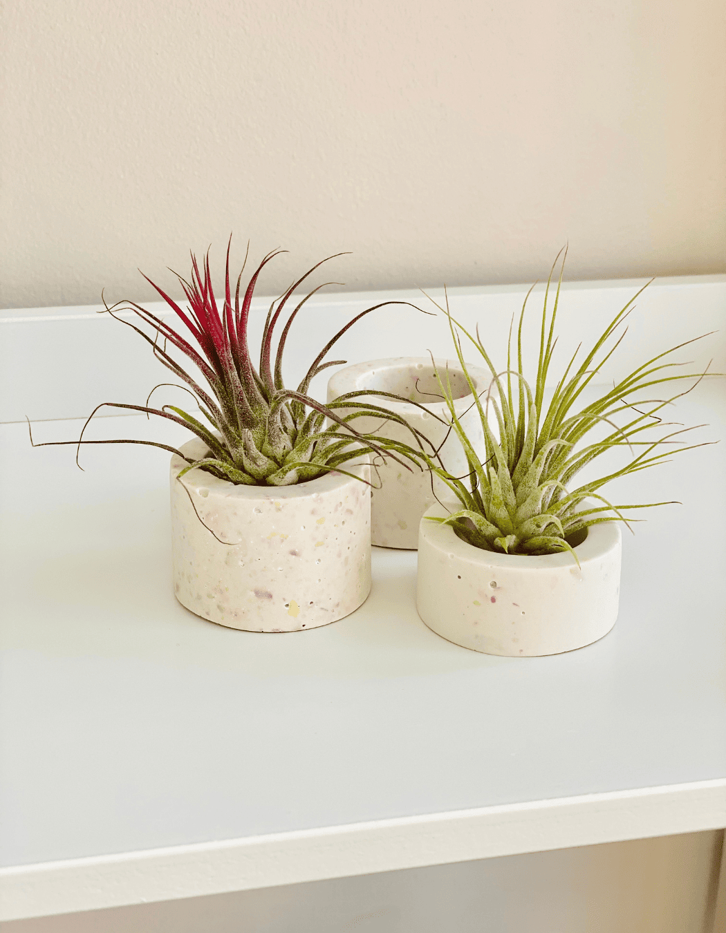 Hard-to-kill indoor plant featuring air plant