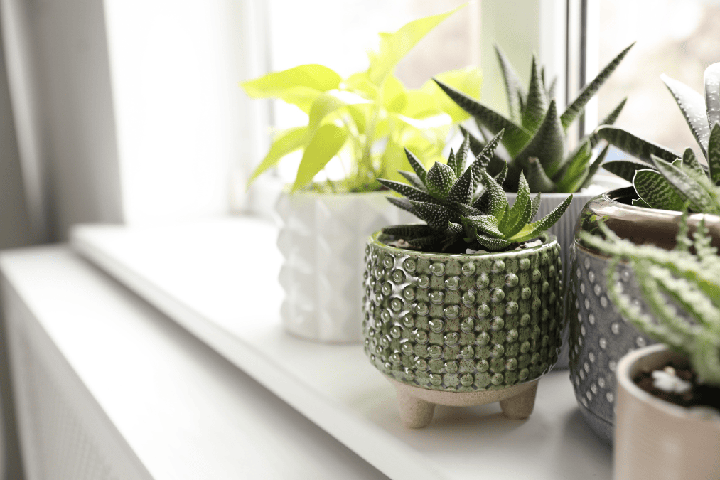 Hard-to-kill indoor plant featuring succulent plants