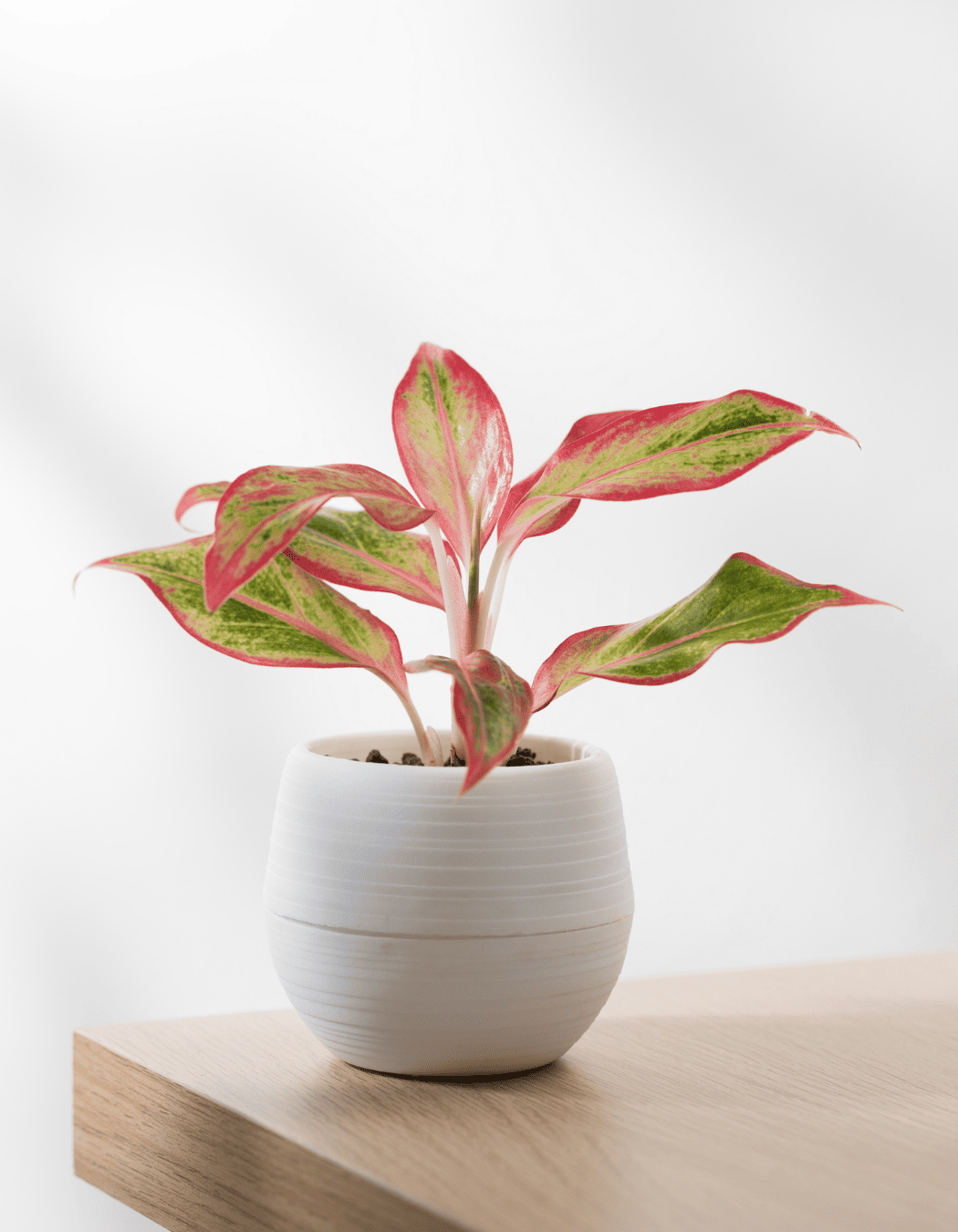 Hard-to-kill indoor plant featuring potted Chinese evergreen
