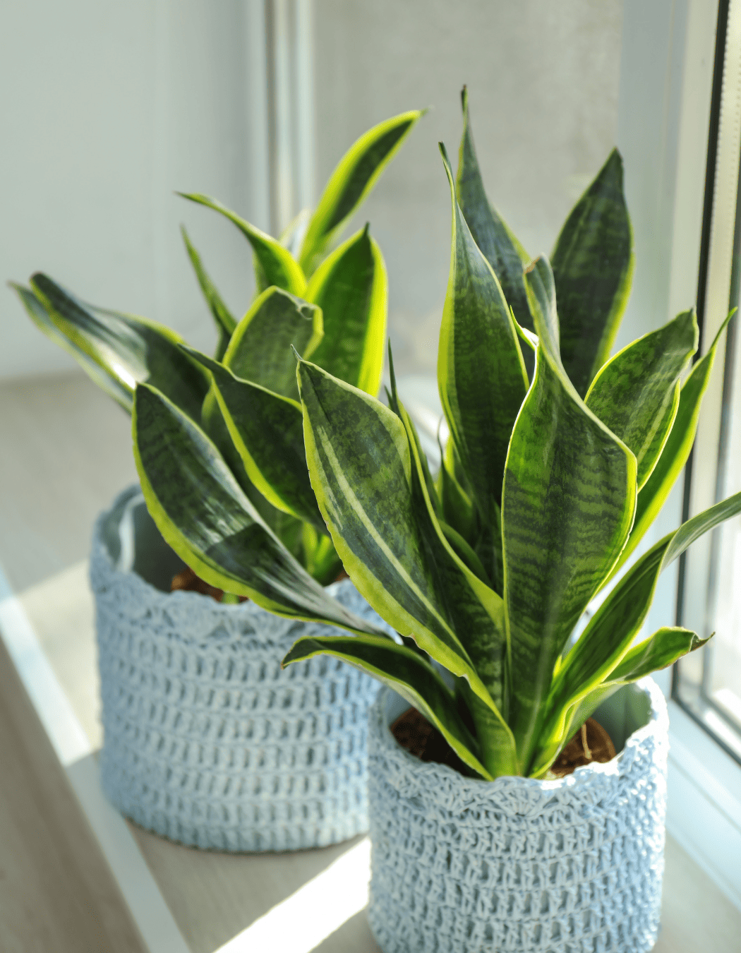 Hard-to-kill indoor plant featuring potted snake plant