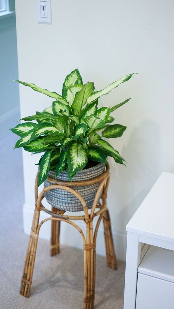 Pothos indoor plant on top of a chair as hard-to-kill plant option