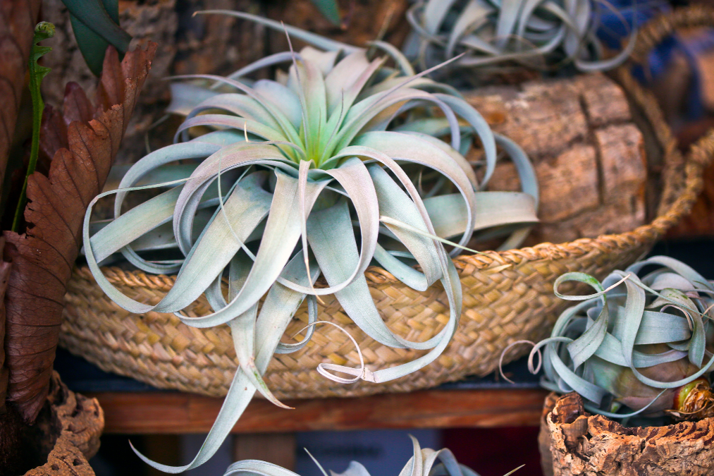 Hard-to-kill indoor plant featuring air plant