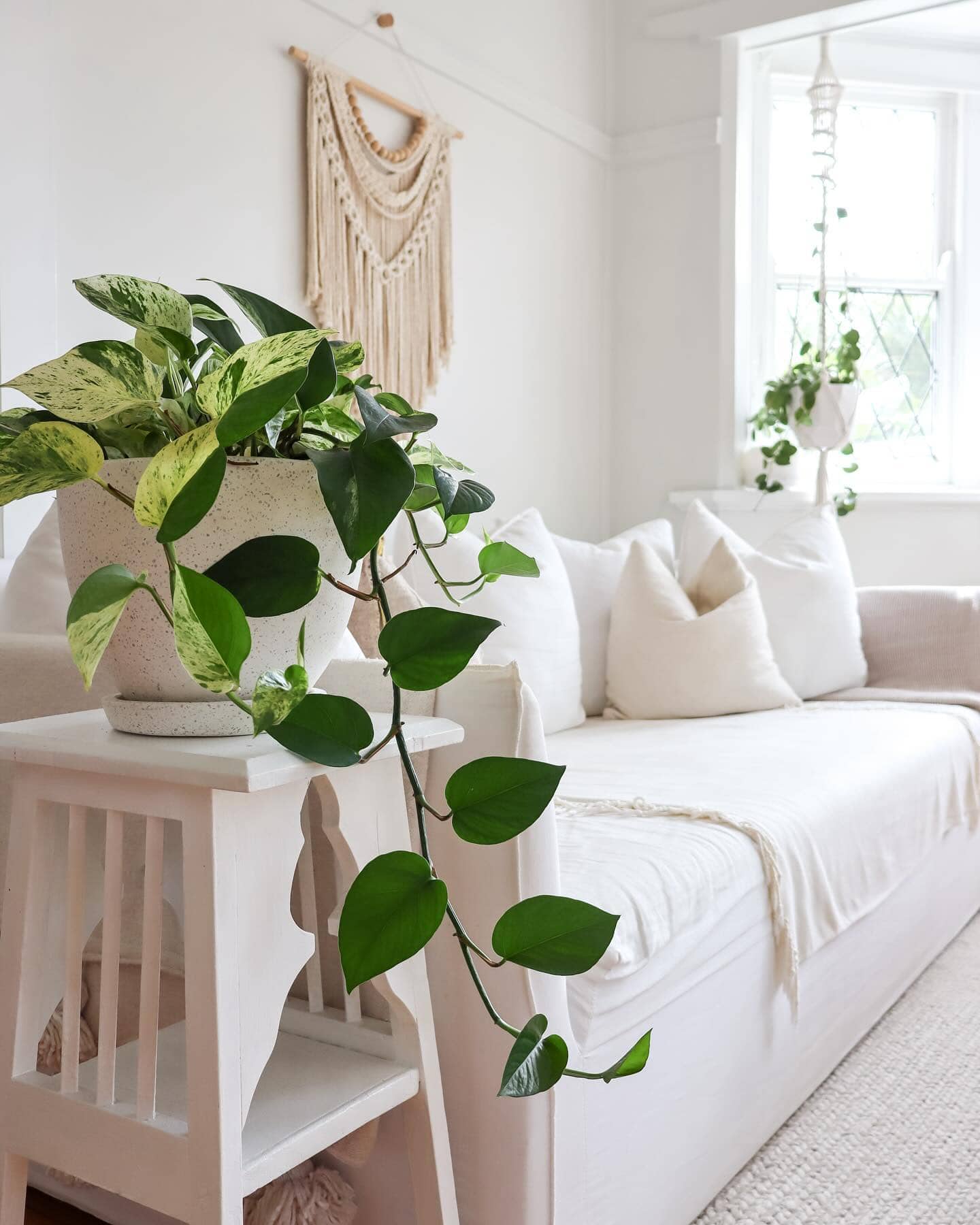 Pothos indoor plant next to sofa as hard-to-kill indoor plant option
