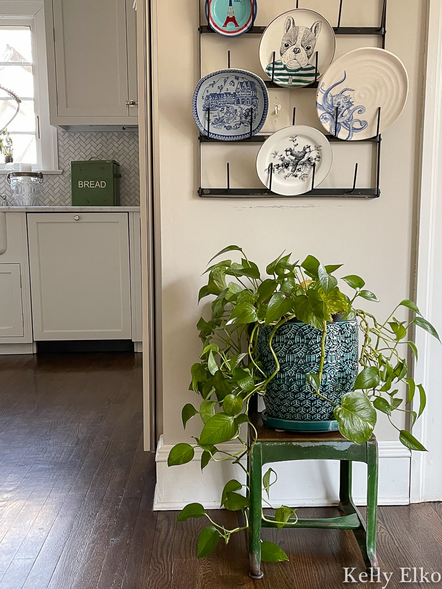 Hard-to-kill indoor plant option featuring a potted green plant on top of a chair