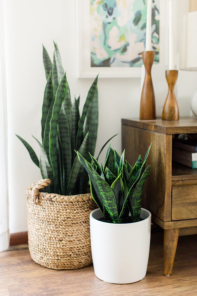 Hard-to-kill indoor plant featuring potted snake plants