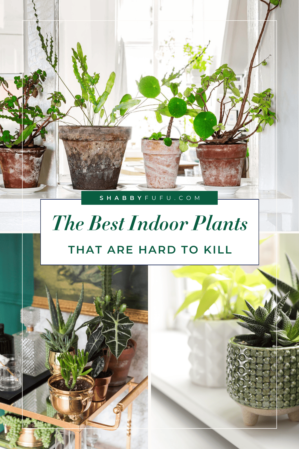 Decorative Pinterest graphic titled "The Best Indoor Plamts that are hard to kill"