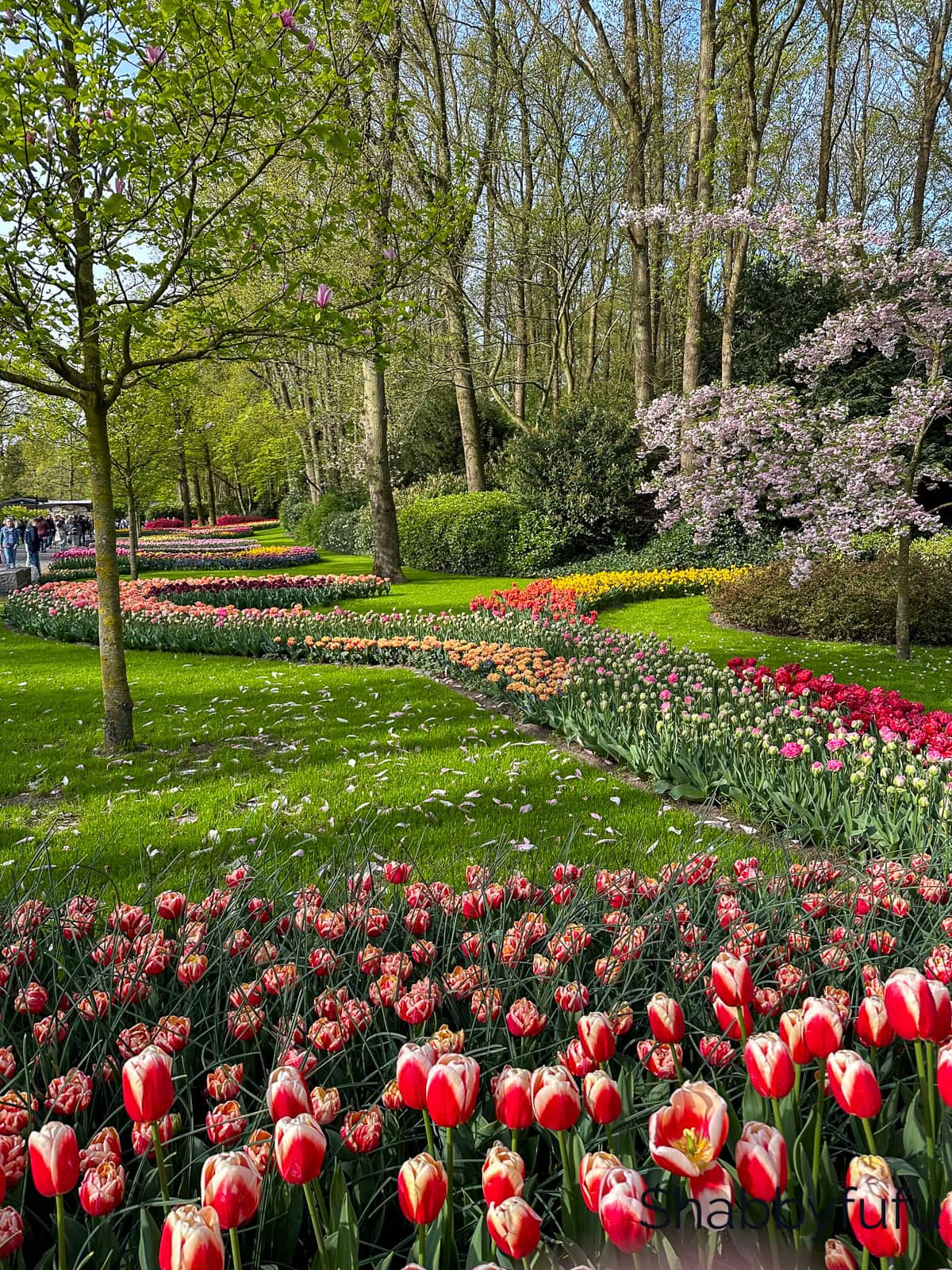 Keukenhof Tulip Gardens, Amsterdam