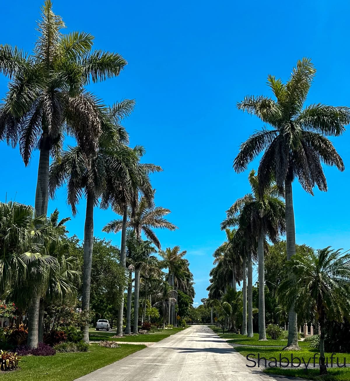 royal palms in Miami on our street - Shabbyfufu.com
