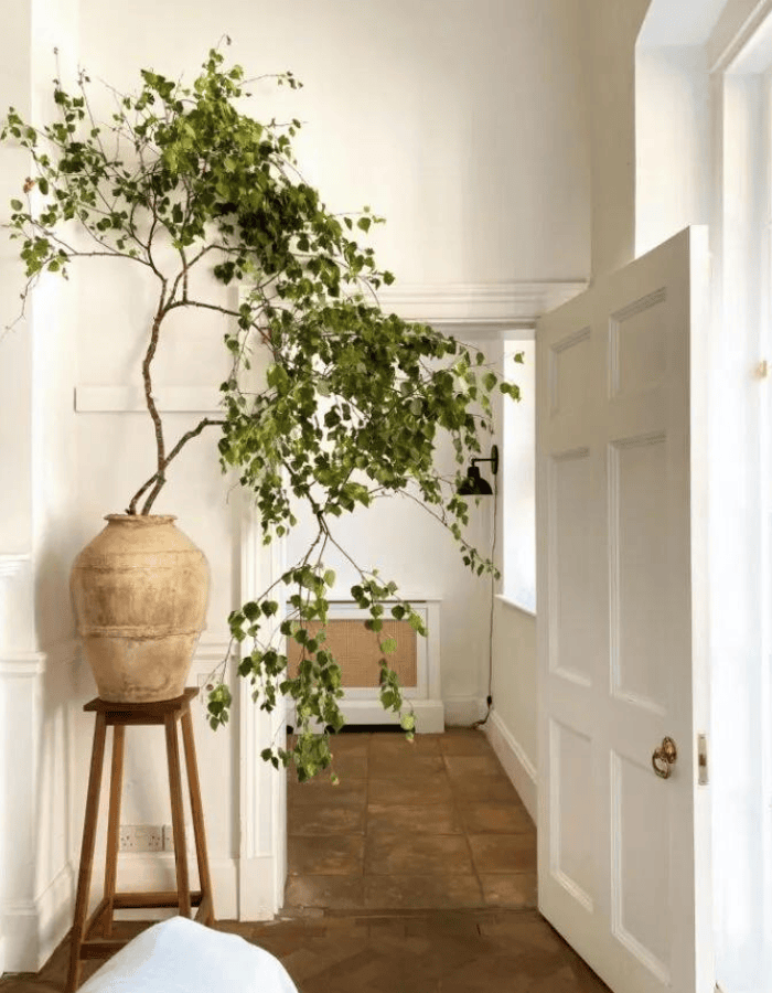 Example of modern foyer decorating ideas featuring potted tree