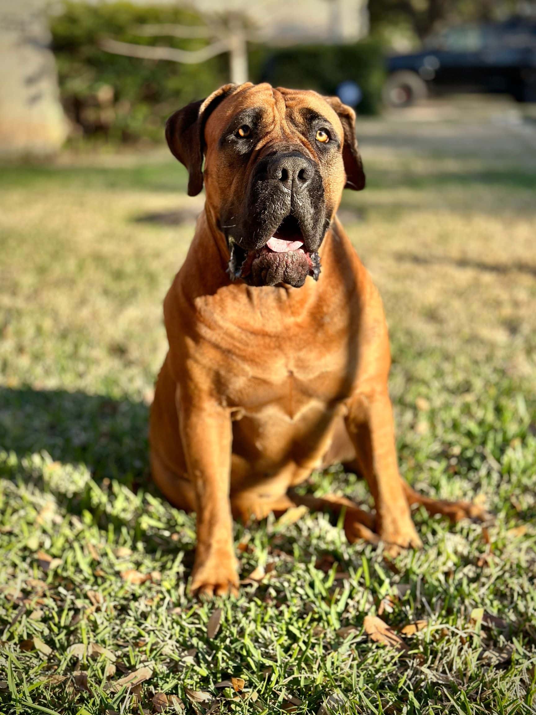 Boerboel, South African Mastiff Dog